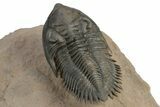 Impressive Metacanthina Trilobite - Lghaft, Morocco #248770-4